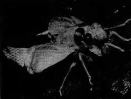Cicada, 1970